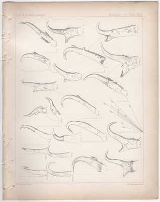 Antelope, Chamois